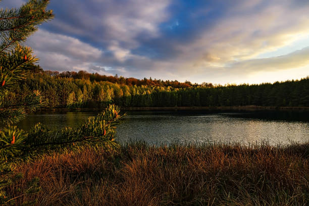 A forest and a small lake. Soft evening sun