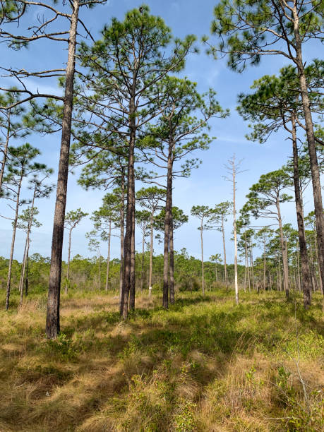 istock Pine Trees and Grass Savannah in a Forest Landscape 1395353325