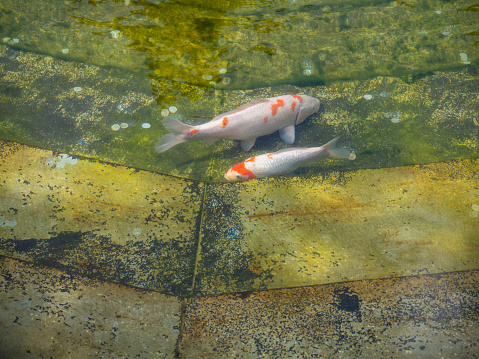 Colorful white and orange Japanese carp swim in the yellowed artificial pond of the city park.