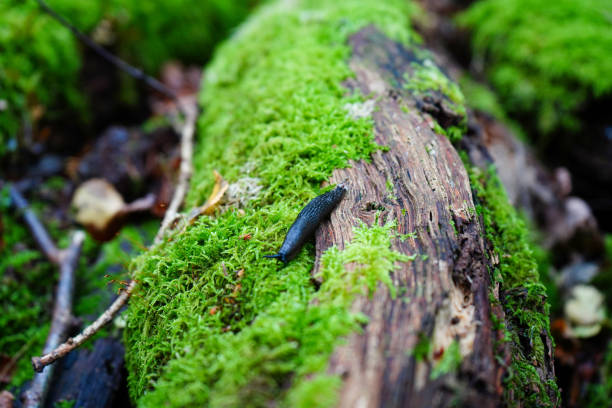 istock Close up of a slug on a mossy log 1395353458