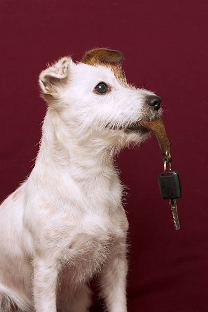 jack russell terrier sosteniendo una llave - retrieving key car animal mouth fotografías e imágenes de stock