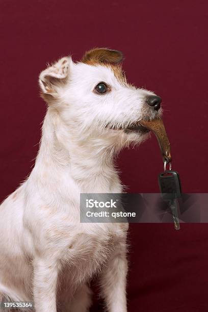 Jack Russell Terrier Con Una Chiave - Fotografie stock e altre immagini di Chiave dell'automobile - Chiave dell'automobile, Chiave, Tenere