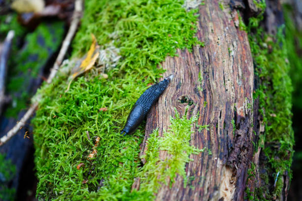 istock Close up of a slug on a mossy log 1395354289
