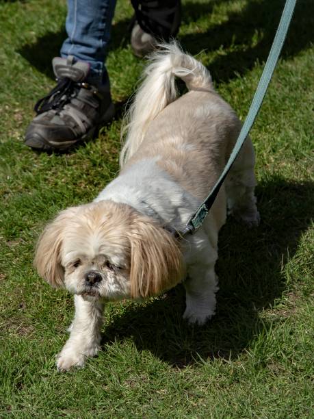 istock Female Shih Tzu Puppy. 1395354328