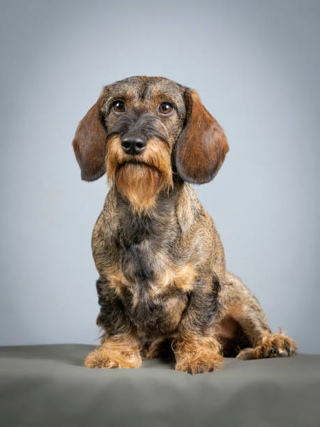wire-haired dachshund sitting in a photo studio wire-haired dachshund sitting in a photo studio wire haired stock pictures, royalty-free photos & images