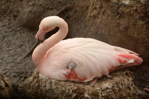 Springtime,single adult resting on the nest, the offspring hiding between the back feathers.