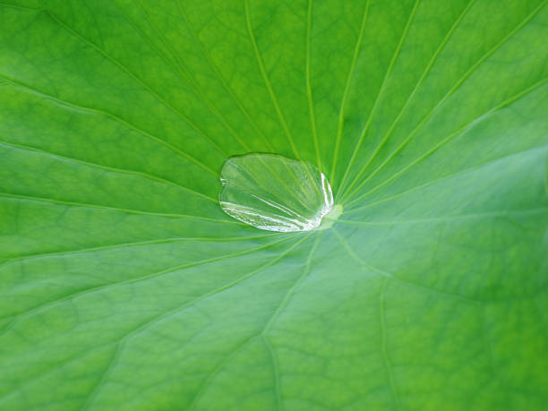 istock Green lotus leaves and drops 1395354465