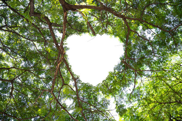 istock Concept or conceptual heart shape symbol made of forest tree branches over a blue sky background as romantic frame. A metaphor to love. 1395354467