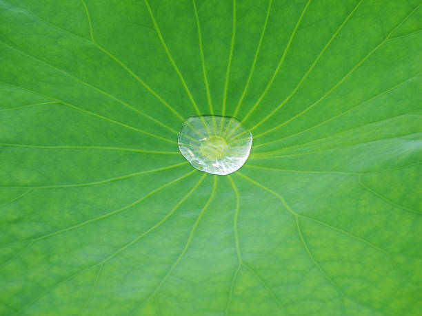 istock Green lotus leaves and drops 1395354491