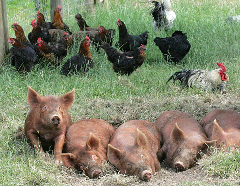 Pigs can sleep through anything, especially when it's warm.  Even the clucking chickens don't bother them.