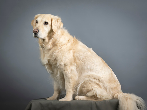 Golden retriever sitting in studio