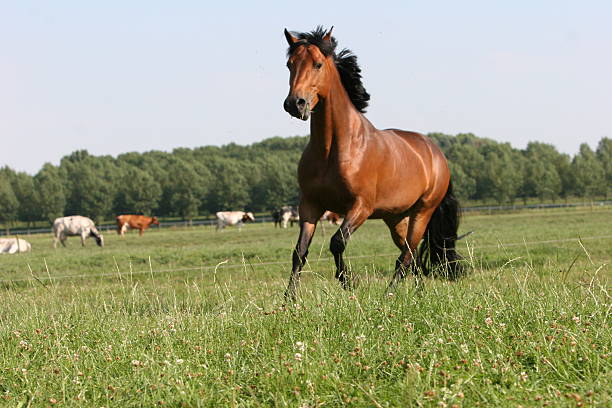 Castaña de caballos - foto de stock