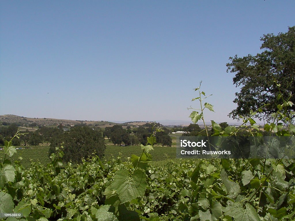 Wine Country - Foto de stock de Agricultura royalty-free