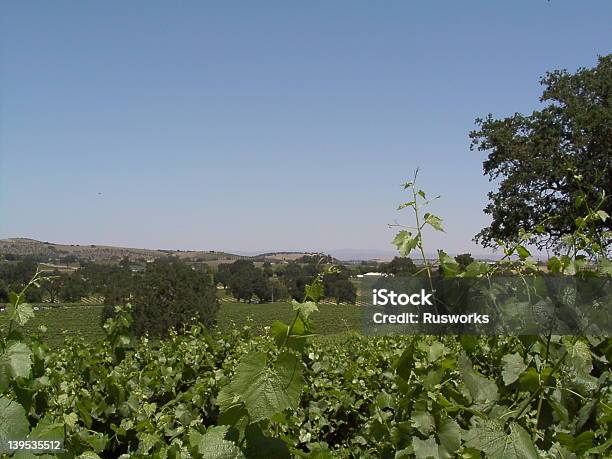 Foto de Wine Country e mais fotos de stock de Agricultura - Agricultura, Azul, Califórnia