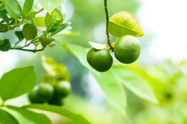 istock Fresh green lemon limes on tree in organic garden. 1395355142