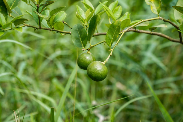 istock Fresh green lemon limes on tree in organic garden. 1395355756