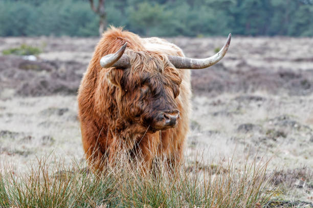 istock Scottish Higlander or Highland cow cattle 1395355849