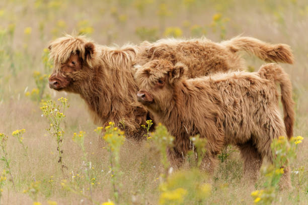istock Scottish Higlander or Highland cow cattle 1395355949