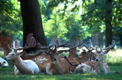 Group of deer at Bushy Park, west London.
