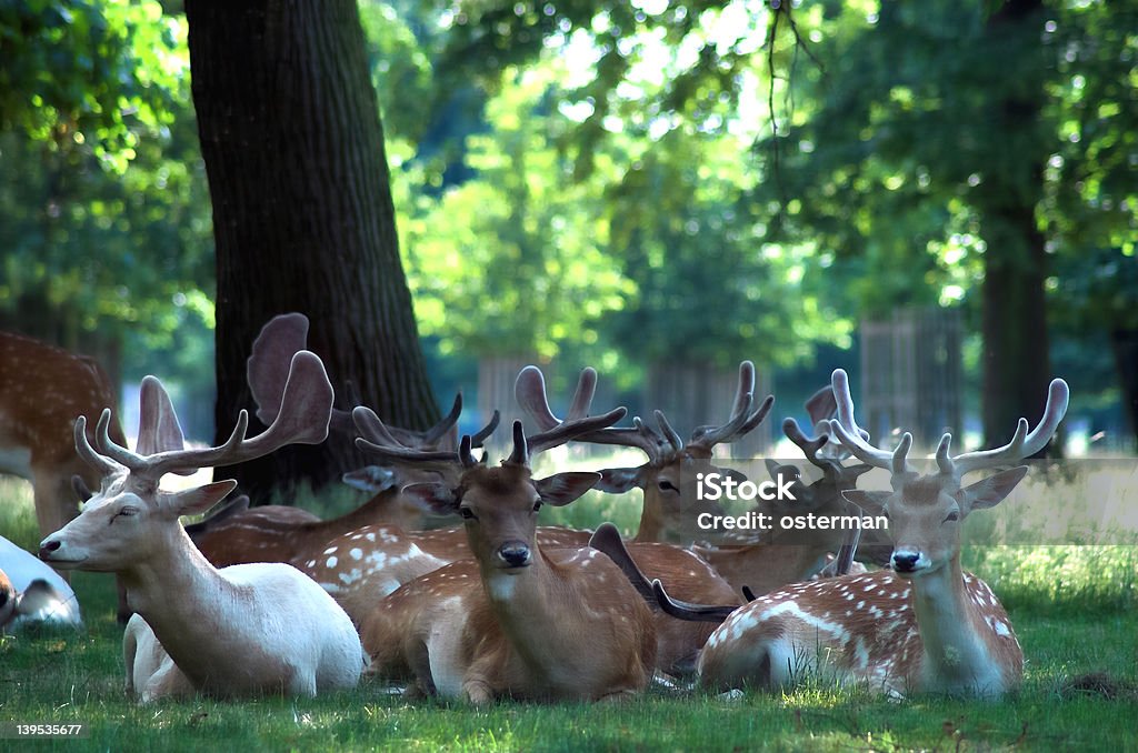 Group of Deer Group of deer at Bushy Park, west London. Animal Stock Photo