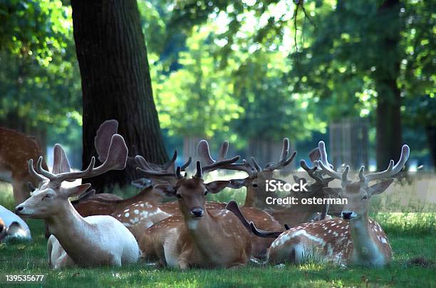 Group Of Deer Stock Photo - Download Image Now - Animal, Animal Hair, Animal Wildlife