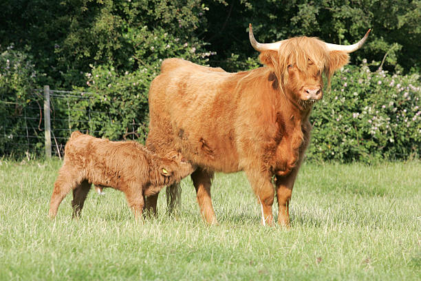 istock Highland Cattle Mother & Calf 139535690