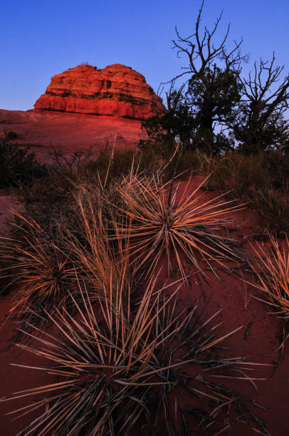 istock Desert plants and a sandstone hill at dusk 1395357270