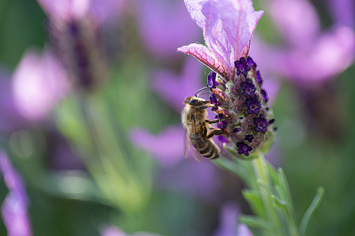 Close-up of a bee harvesting pollen on a topped lavender (Lavandula angustifolia) with blurry background