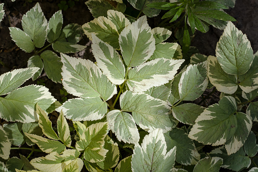 Close up of varieagated leaves of Aegopodium podagraria called bishop's weed or goutweed, selective focus. Foliage of ground elder, herb gerard, masterwort or snow-in-the-mountain. Gardening plant.
