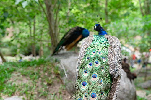 Peacocks live in the natural forest where people come to see their habitat.