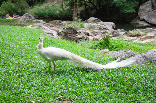 Peacocks live in the natural forest where people come to see their habitat.