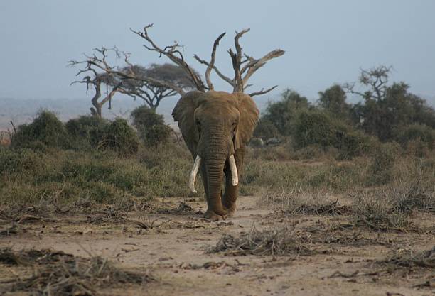 Bull elephant stock photo