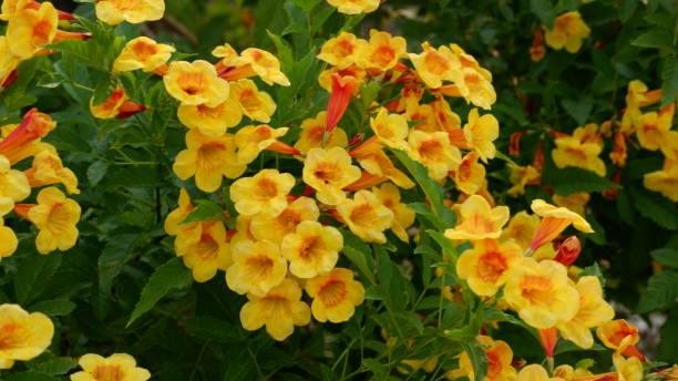 Tecoma flower or Trumpet-bushes