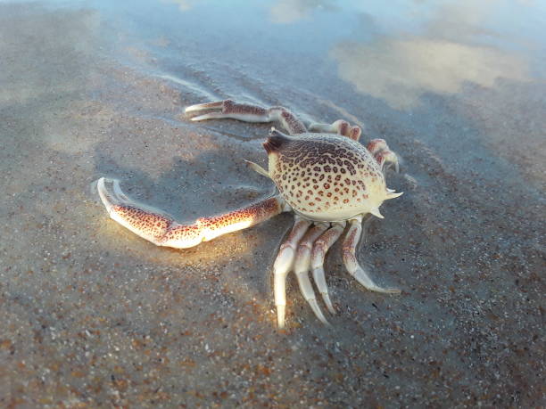 Leopard Crab Florida – Crab Island in Destin: 2024 Ultimate Visitors ...