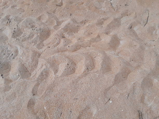 istock Sea turtle tracks breeding season 1395358595