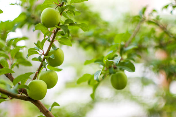 Organic plums on a tree branch Organic fruit plum on the branch plum tree stock pictures, royalty-free photos & images