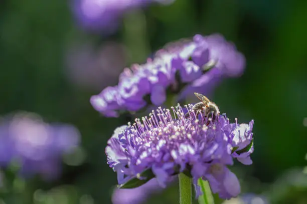 A honey bee harvesting on a purple scabiosa blossom