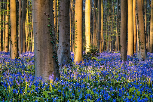 Springtime in the English countryside, and the sun shines down on a bluebell wood at its prime.