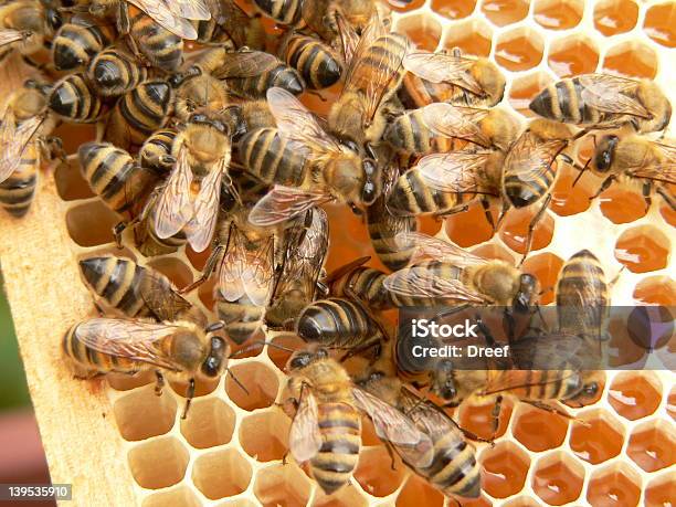 Рабочие Пчелы — стоковые фотографии и другие картинки Воск - Воск, Горизонтальный, Двигаться вверх