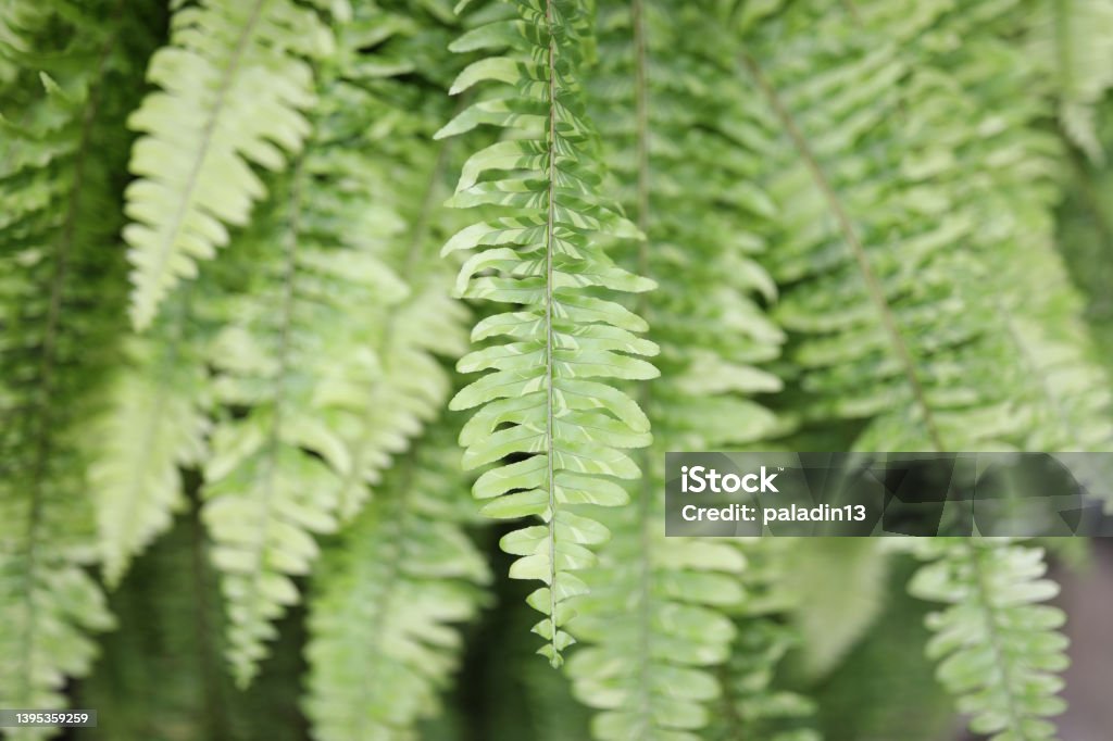 Lush green fern delicate leaves texture Fern Stock Photo
