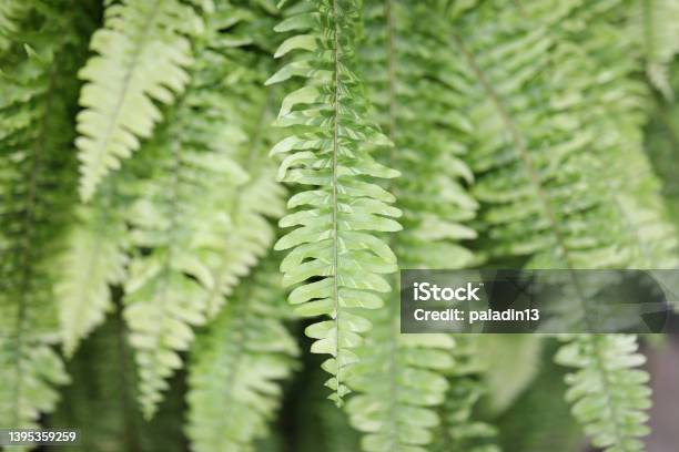 Lush Green Fern Delicate Leaves Texture Stock Photo - Download Image Now - Fern, Licorice, Blade