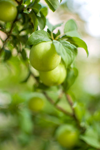 istock Organic plums on a tree branch 1395359378
