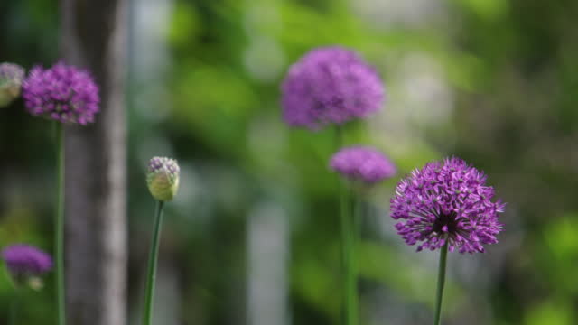 Purple allium flower