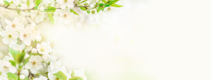 Beautiful branches of blossoming cherries. Beautiful abstract spring background. Banner. Copy space