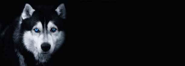 Beautiful Siberian Husky dog with blue eyes on black background.Banner. Copy space for text.Black and white photography Beautiful Siberian Husky dog with blue eyes on black background.Banner. Copy space for text.Black and white photography siberian husky stock pictures, royalty-free photos & images