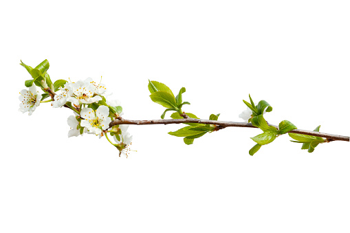 Spring flowering tree branch with leaves isolated on white background.
