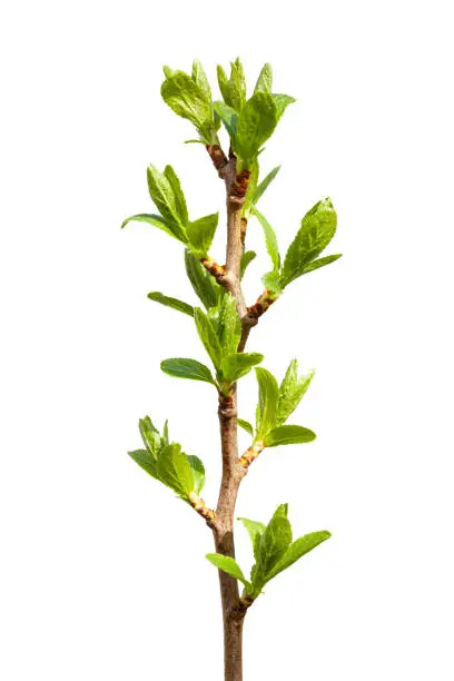 Photo of Green buds, young leaves on a tree branch are isolated on a white background.