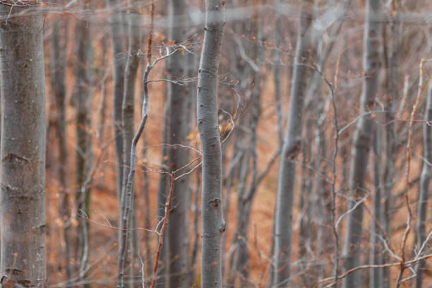 Autumn forest without leaves - wallpaper. Calm peaceful nature.