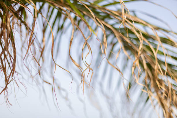 A close-up shot of a rustic, hand-braided strand of dried natural fibers, laid diagonally on a crumpled brown paper background