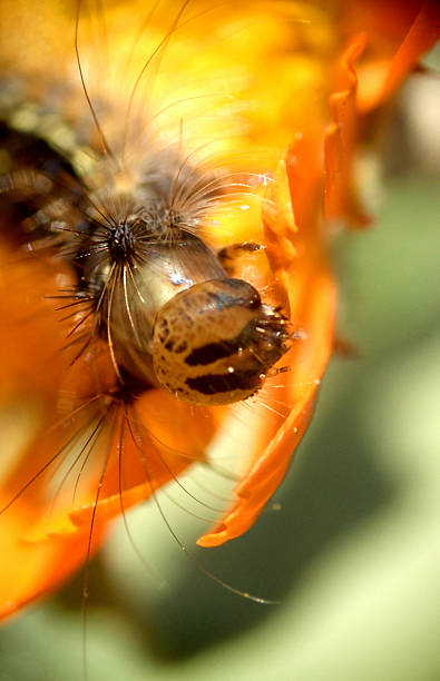 caterpillar...(4) stock photo